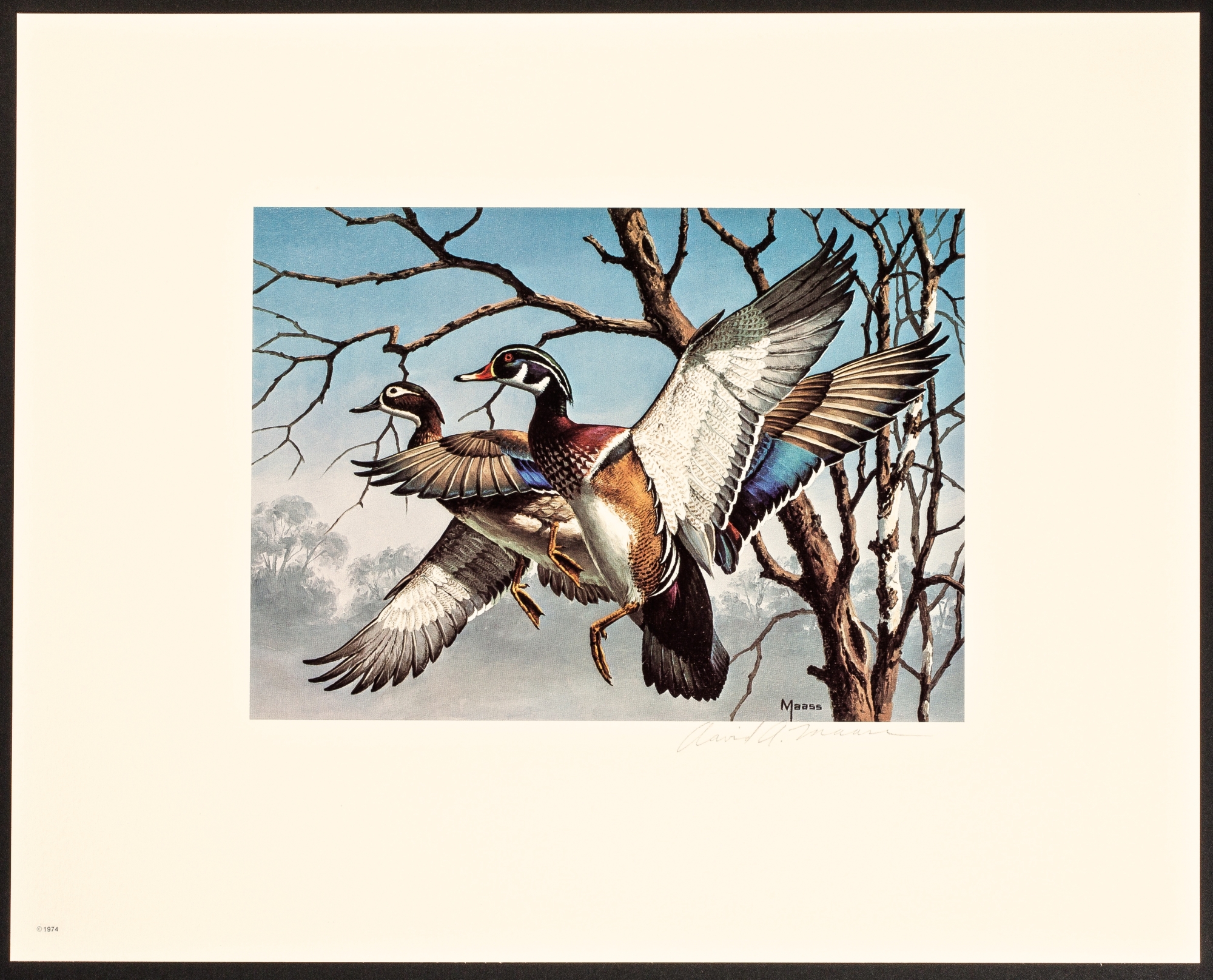 Figure 3. An unnumbered 1974 federal waterfowl stamp print from the unsold remainder lot.