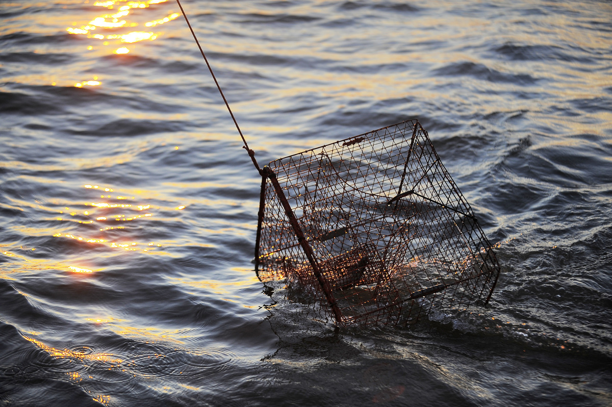 Maryland Crabbing Stamps Part One Waterfowl Stamps and More