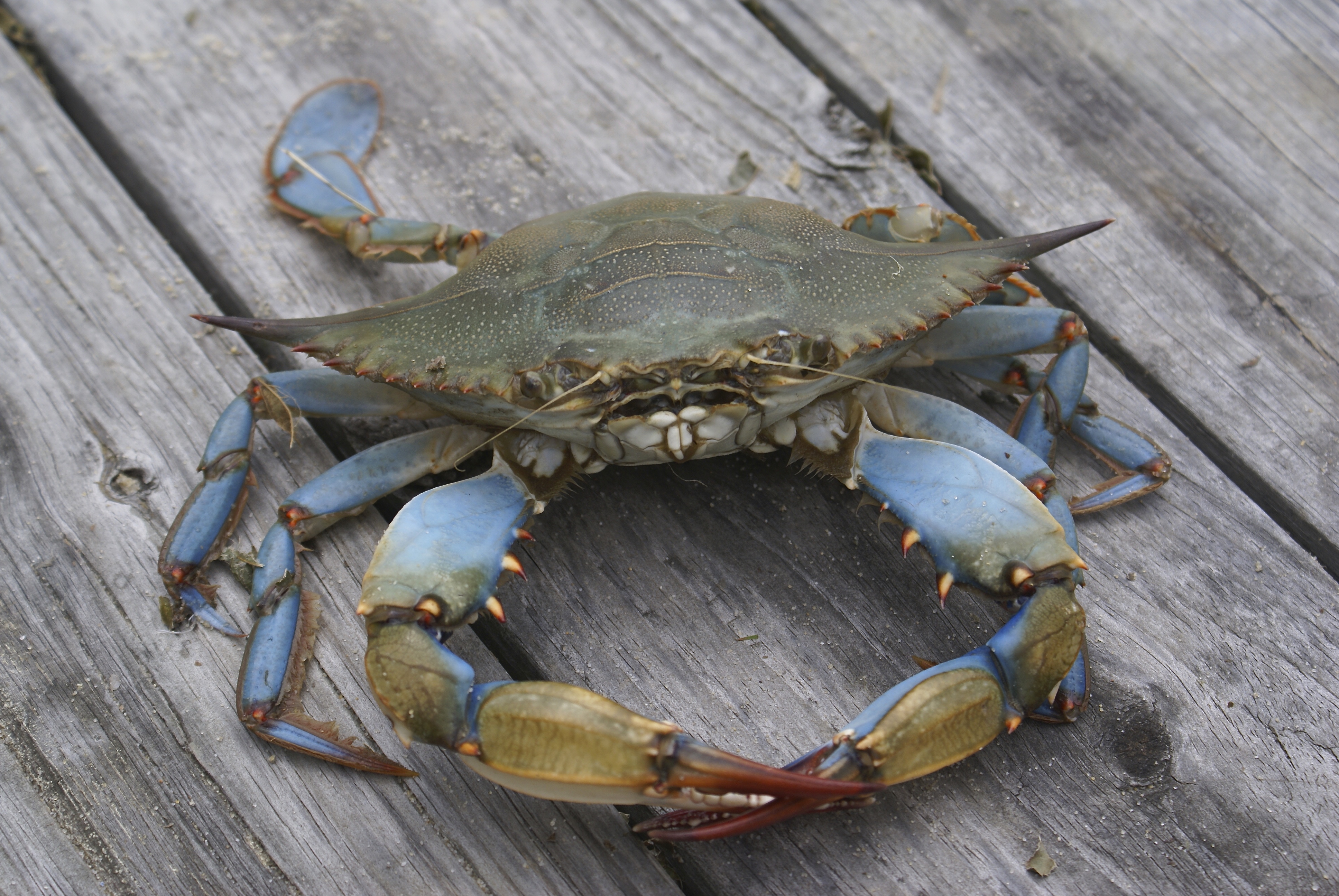 What Does The Expression Crabs In A Bucket Mean