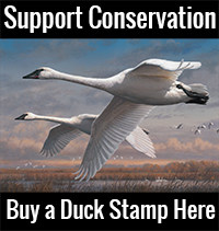 2016-federal-duck-stamp-2-200